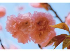 -天适樱花悠乐园