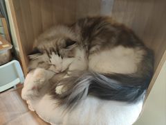 -MOYOYO猫咪咖啡店