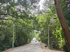 -广东惠东海龟国家级自然保护区