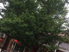 -荣德灶台鱼(圣泉寺店)