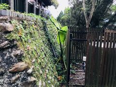 -金盆阿嬷香菇茶叶蛋(玄光店)