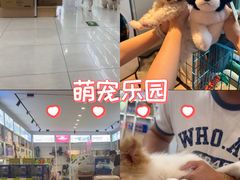 -翊宠yipet猫狗购宠庄园犬舍•猫舍