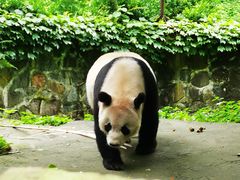 -都江堰中华大熊猫苑