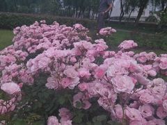 -上海鲜花港