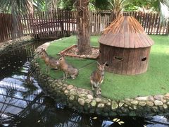 -呀路古热带植物园