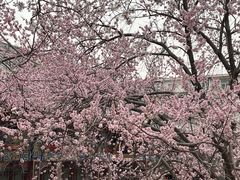 -桃花堤公园
