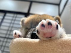 -逗柴咖啡屋·狗咖猫咖宠物桌游