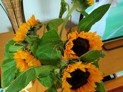 向日葵-盒马鲜生(首义店)