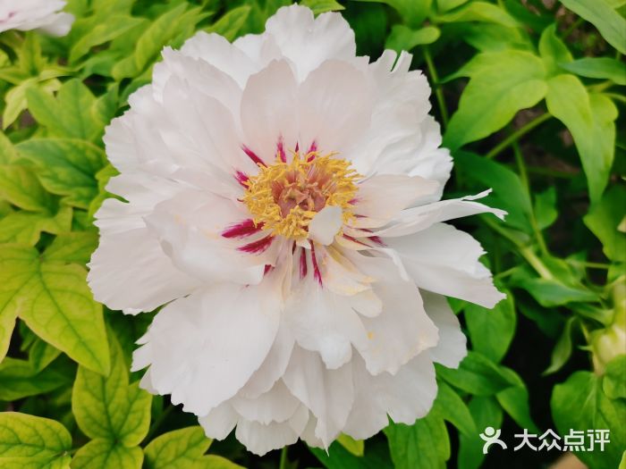景山公园图片
