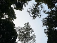-西双版纳原始森林公园