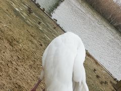 -盐城丹顶鹤湿地生态旅游区