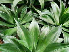 -北京植物园-展览温室