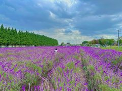 -嘉北郊野公园