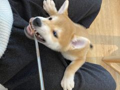 -柴犬小屋·柴餐厅·狗咖食堂(金鼎广场店)