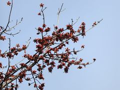 -攀枝花公园