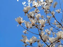 -顾村公园