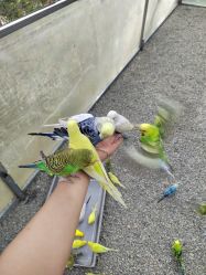 点击看大图 -萌宠亲子动物乐园(槐房万达店)