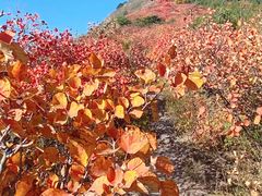 -北京十三陵国家森林公园蟒山景区