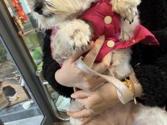 -爱侣·安琦尔宠物医院·中兽医针灸·心内科·狂犬免疫点(宝山区院)
