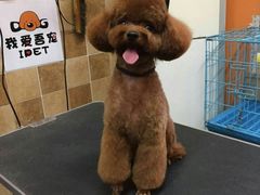 -我爱吾宠宠物美容院(朝阳路店)