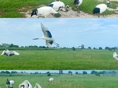 -盐城丹顶鹤湿地生态旅游区