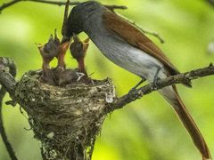 -桤木河湿地公园
