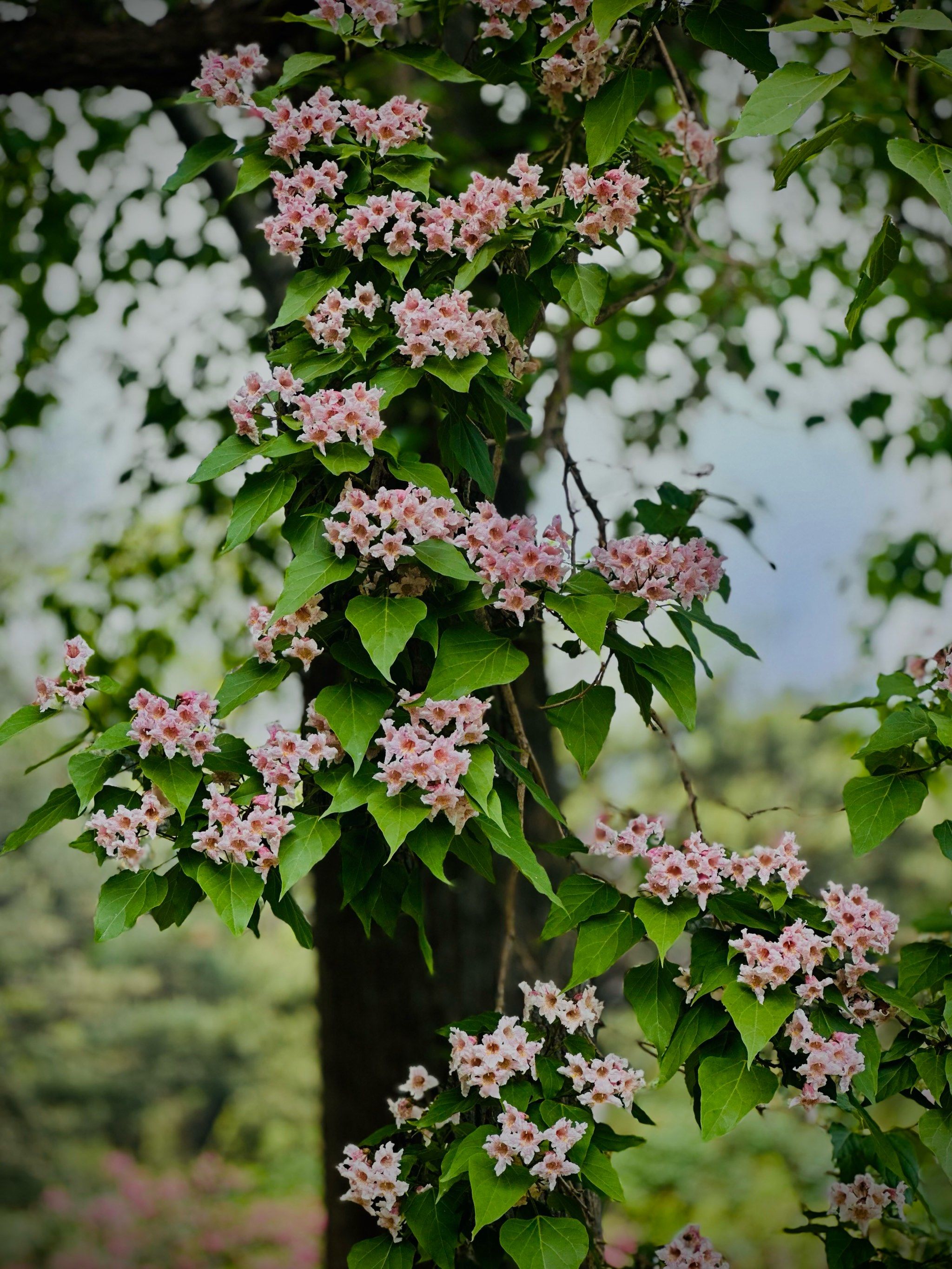 💐五一,看楸树花开植物园庭院🧧好运福禄自然来