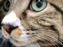 -纳吉亚猫专科动物诊疗中心(蒋宅口分院)