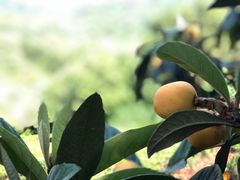 -西山樟坞健康果园枇杷杨梅采摘