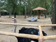 -大连森林动物园