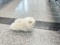 -常州奔牛国际机场