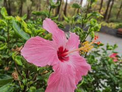 -深圳国际园林花卉博览园