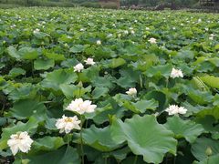 -荷塘月色湿地公园·向阳花洲