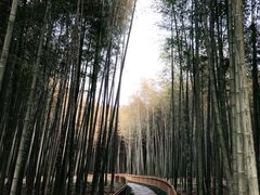 -杭州植物园