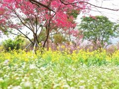 -天适樱花悠乐园