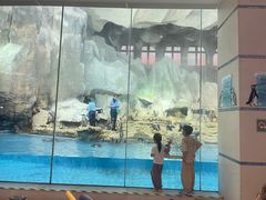 -帝企鹅自助餐厅•儿童岛•真企鹅(长隆企鹅酒店)