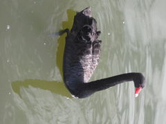 -伯利·格里芬湖