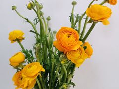 -宝鸡东道花鸟鱼虫市场(吉利花园商场店)