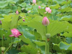 -费孝通江村纪念馆