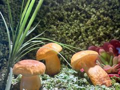 -菌彩云南野生菌火锅(呈贡七彩云南第壹城店)