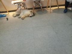 -汪说·狗咖(旺城大厦店)