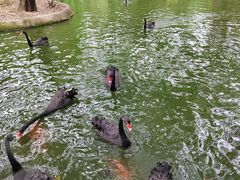 -深圳野生动物园