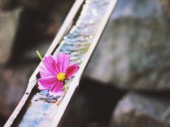 -宁波浙东大竹海景区