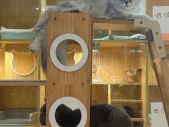 -平行世界·猫咖(首经贸店)