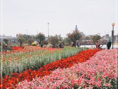 -荷兰花海