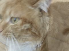 -宠福鑫康馨动物医院·骨科·眼科