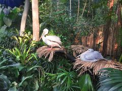 -广州长隆野生动物世界