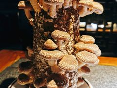 有机活体菇-先机®·泉水鸡汤(七星岗店)