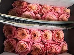 -龙大花卉苗木市场