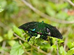 -西双版纳原始森林公园